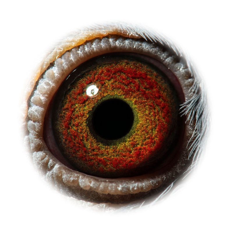 172963 OEIL