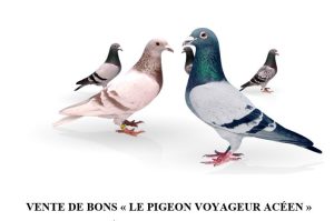 Vente de Bons : Le Pigeon Voyageur Acéen – ACY (02)