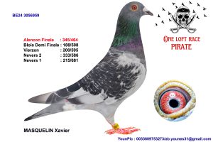 N° 73 : BE24-3056959 Femelle MASQUELIN Xavier