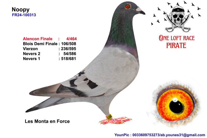 N° 31 : 24-100313 Femelle Les Monta enForce