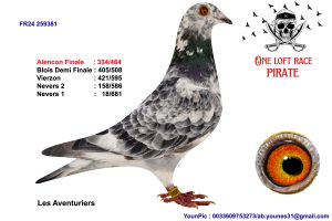 N° 54 : 24-259381 Femelles Les Aventuriers