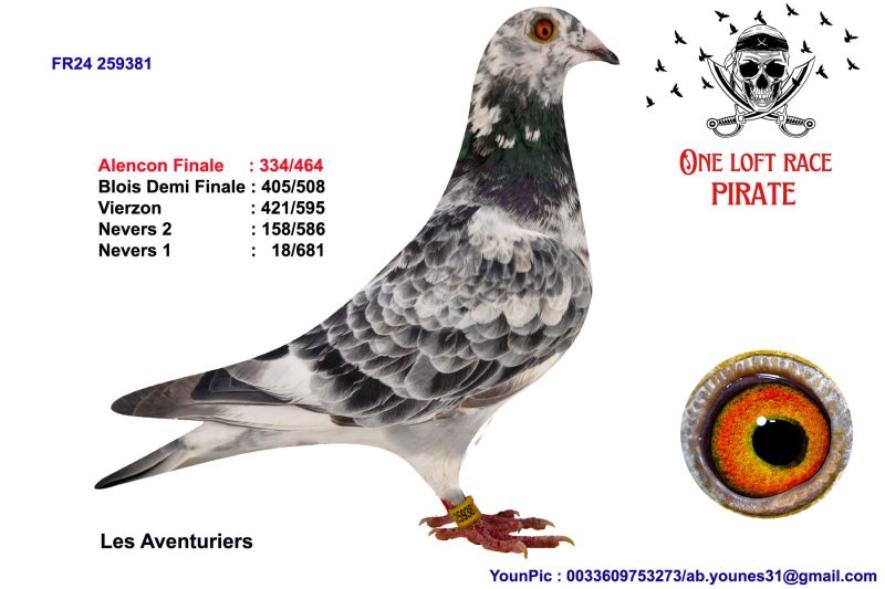 N° 54 : 24-259381 Femelles Les Aventuriers