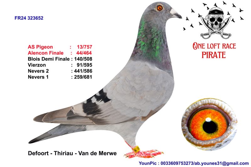 N° 57 : 24-323652 Femelle Defoort – Thiriau – Van de Merwe