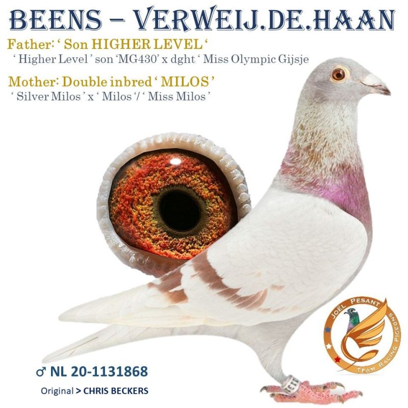 Milos Nl 1131868