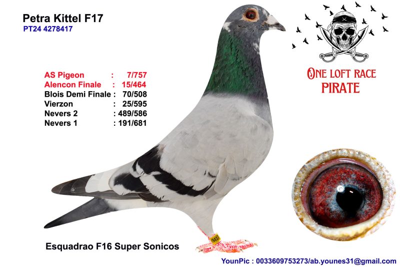 N° 76 : PT24-4278417 Mâle Esquadro F16 Super Sonicos