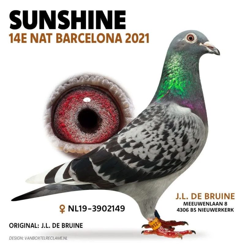 De Bruine Sunshine