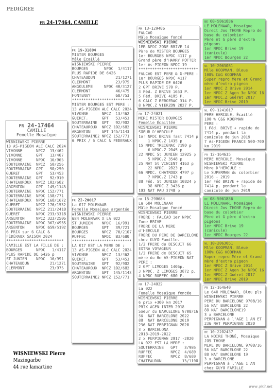 Pedigree 24 17464(1)