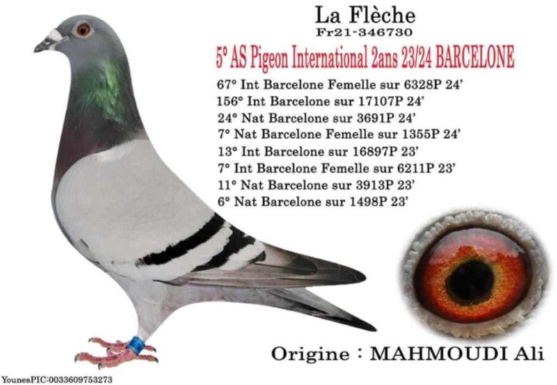 Mahmoudi La Flèche