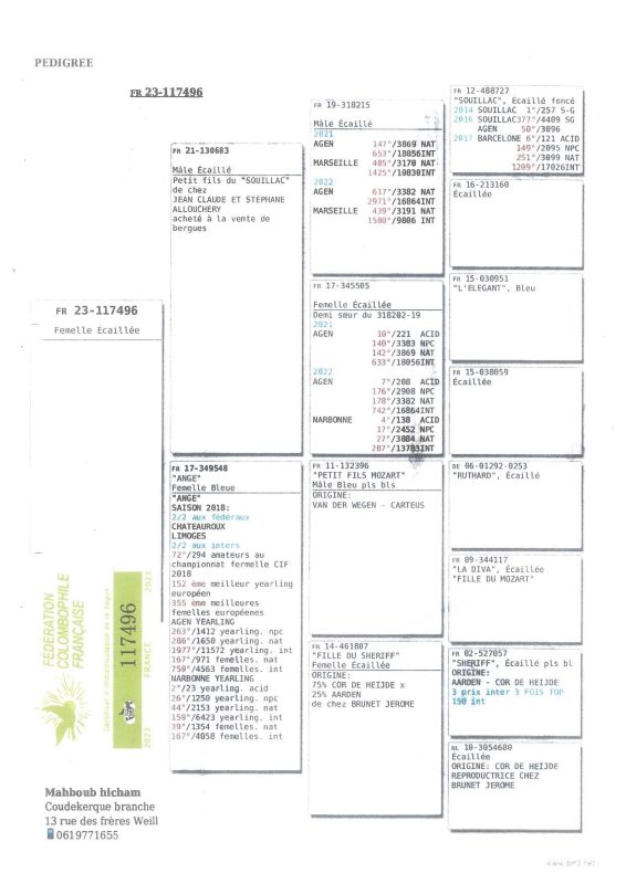 Vandoblin Parent 11