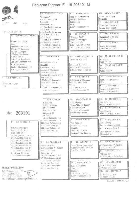 Vandoblin Parent 21