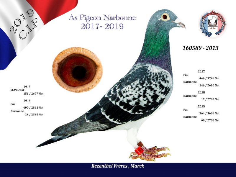 Rezenthel As Pigeon Narbonne