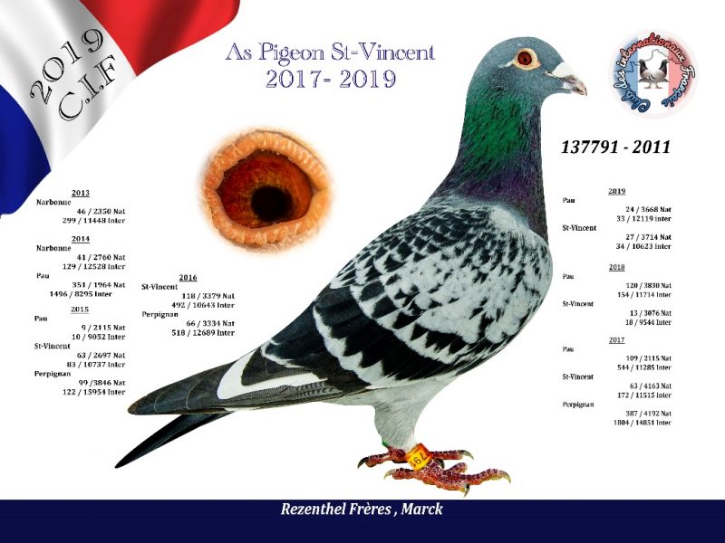 Rezenthel As Pigeon St Vincent